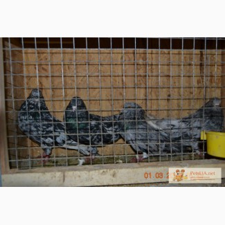 Продам николаевских мраморных голубей