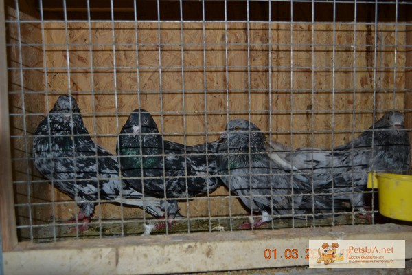 Фото 1/1. Продам николаевских мраморных голубей