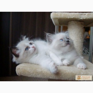 Продаются породистые котята Рэгдолл (Ragdoll)