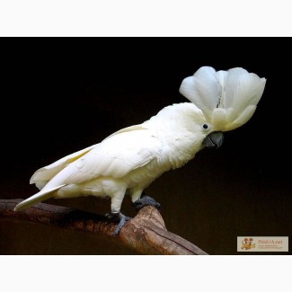 Продаётся ручной попугай Какаду с шикарным хохолком