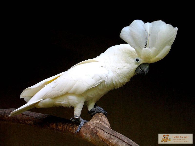 Фото 1/1. Продаётся ручной попугай Какаду с шикарным хохолком