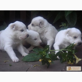 Продам щенков среднеазиатской очарки(Алабай)