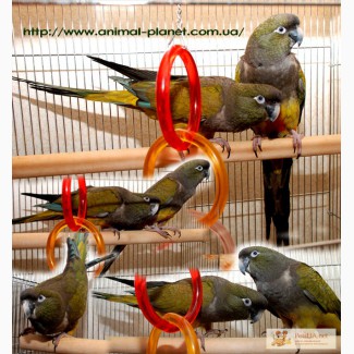 Патагонский попугай или Скалистый попугай ручные птенцы