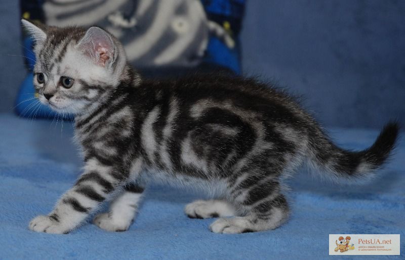 Фото 1/1. Клубные британские котята окраса черный мрамор на серебре