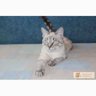 Тайский котенок редкого окраса