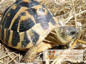 Продаётся Балканская черепаха (лат. Testudo hermanni)