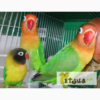Неразлучники разных видов и другие мелкие породы попугаев