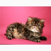 Персидский котенок, мраморный мальчик
