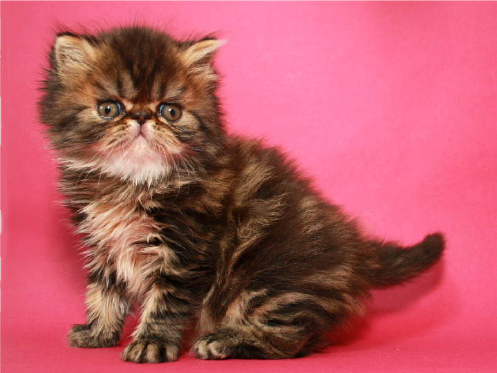 Фото 3. Персидский котенок, мраморный мальчик