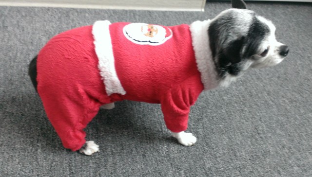 Фото 3. Новогодний костюм для маленькой собаки - комбинезон Санта