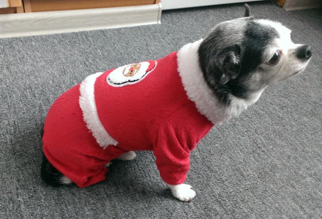 Фото 4. Новогодний костюм для маленькой собаки - комбинезон Санта