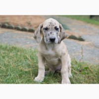 Top chion Great Dane Pups for sale