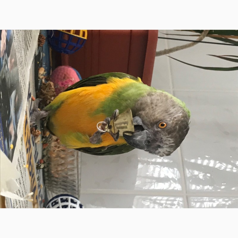 Фото 3. Сенегальський попугай, ручной
