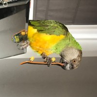 Сенегальський попугай, ручной