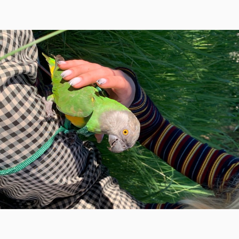 Фото 5. Сенегальський попугай, ручной
