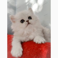 Персидский котята серебристые шиншиллы