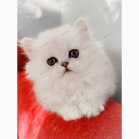 Персидский котята серебристые шиншиллы