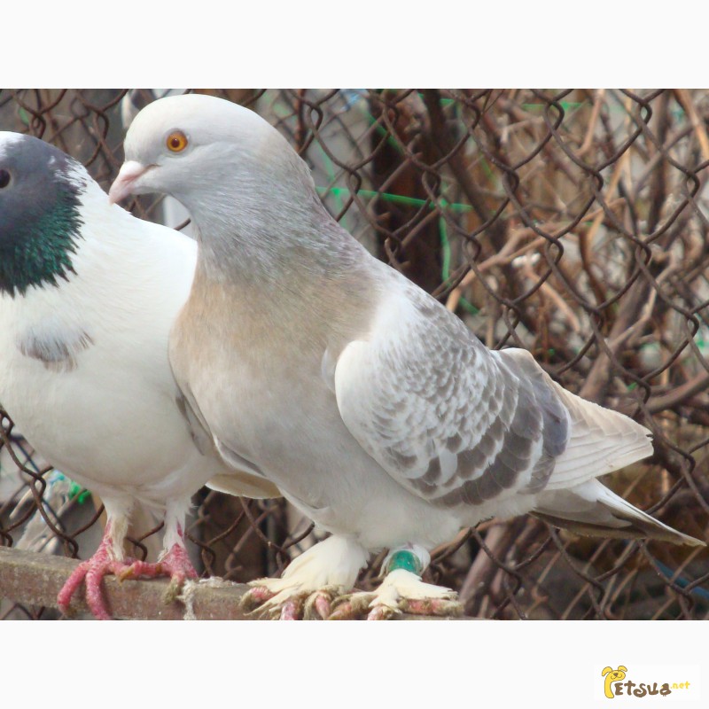 Фото 5. Продам бойных голубей