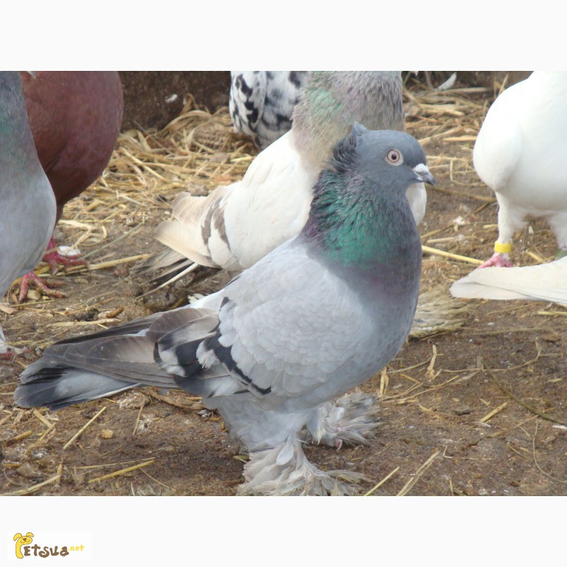 Фото 6. Продам бойных голубей