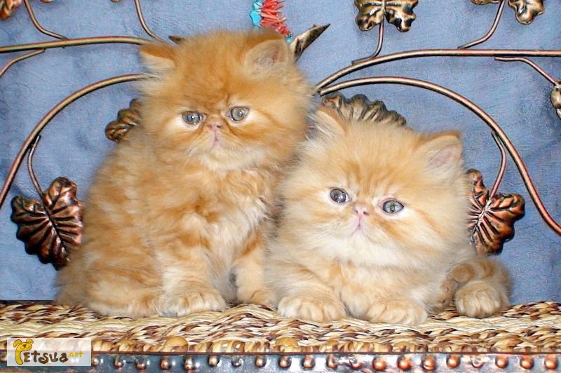 Персидские котята экстремального типа, не метящие линии