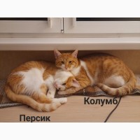 Віддам у добрі руки кота