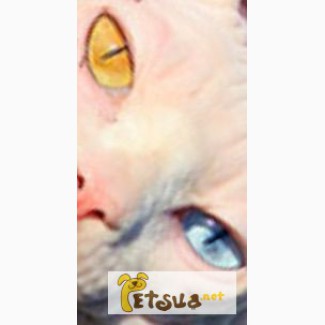 Канадский сфинкс - котик с разными глазами - за символические деньги