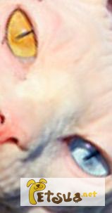 Фото 1/1. Канадский сфинкс - котик с разными глазами - за символические деньги