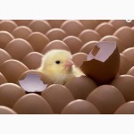 Реалізуємо бройлери,курчата,інкубаці йне яйце