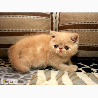 Экзотический кот (котенок), продажа в разведение или для души
