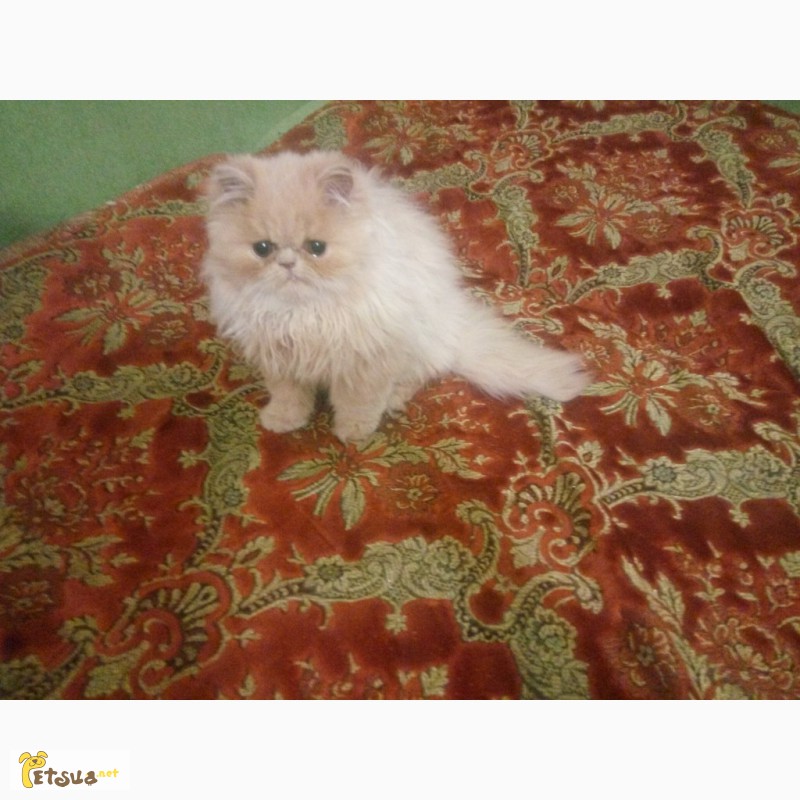 Фото 2. Продам чистокровного персидского котёнка