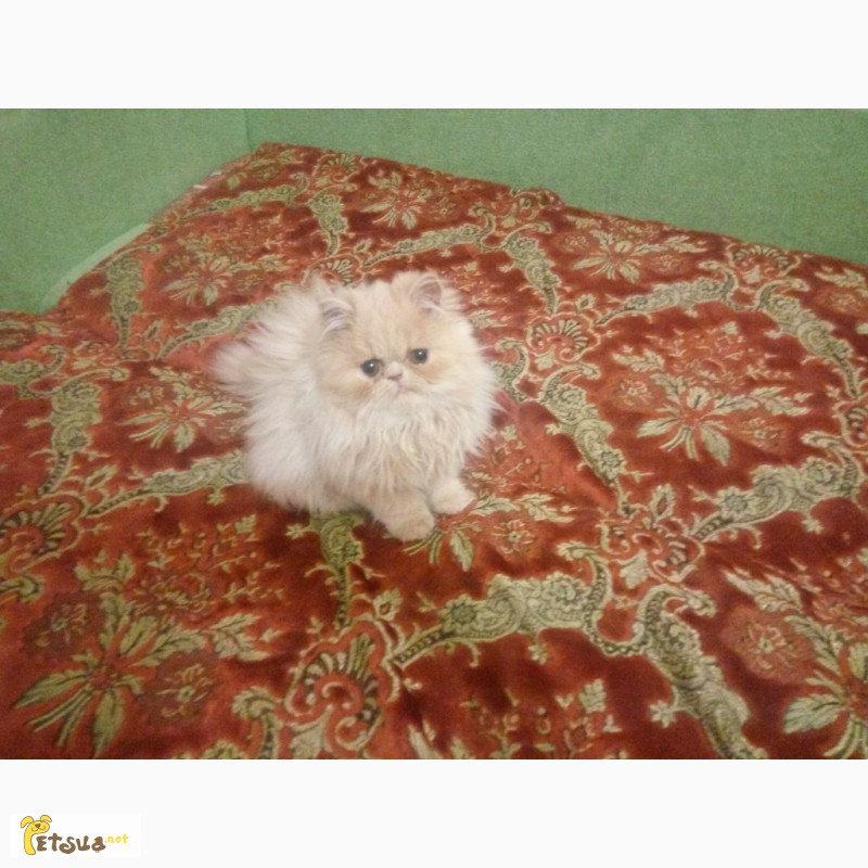 Фото 3/8. Продам чистокровного персидского котёнка