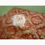 Продам чистокровного персидского котёнка