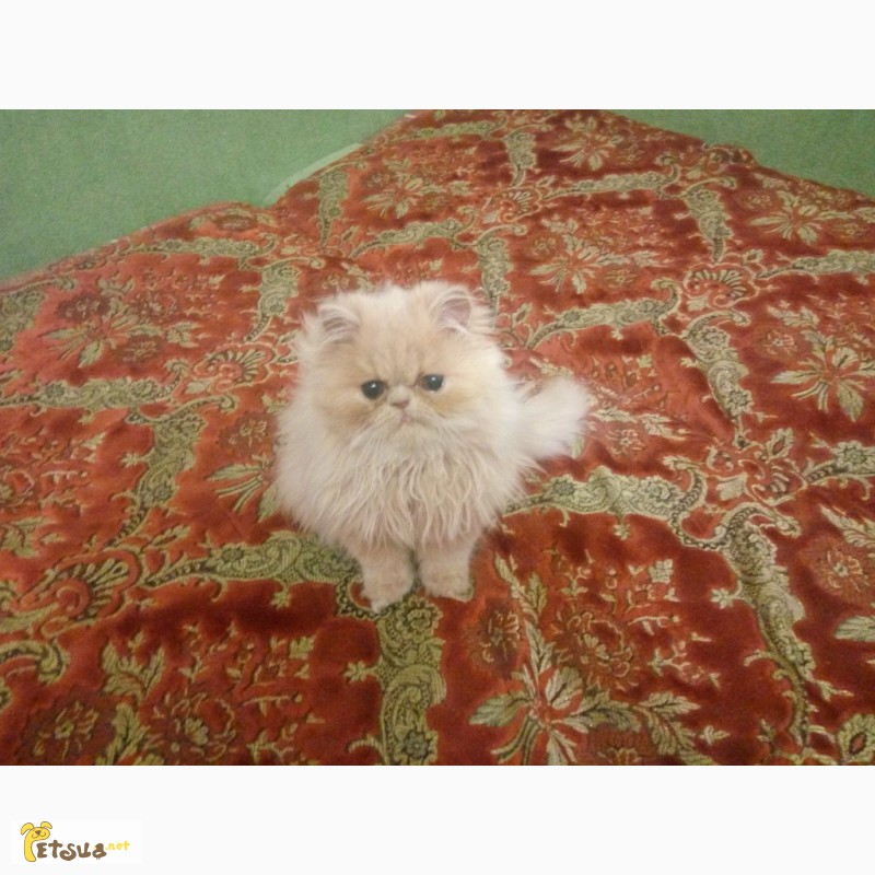 Фото 4. Продам чистокровного персидского котёнка