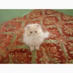 Продам чистокровного персидского котёнка