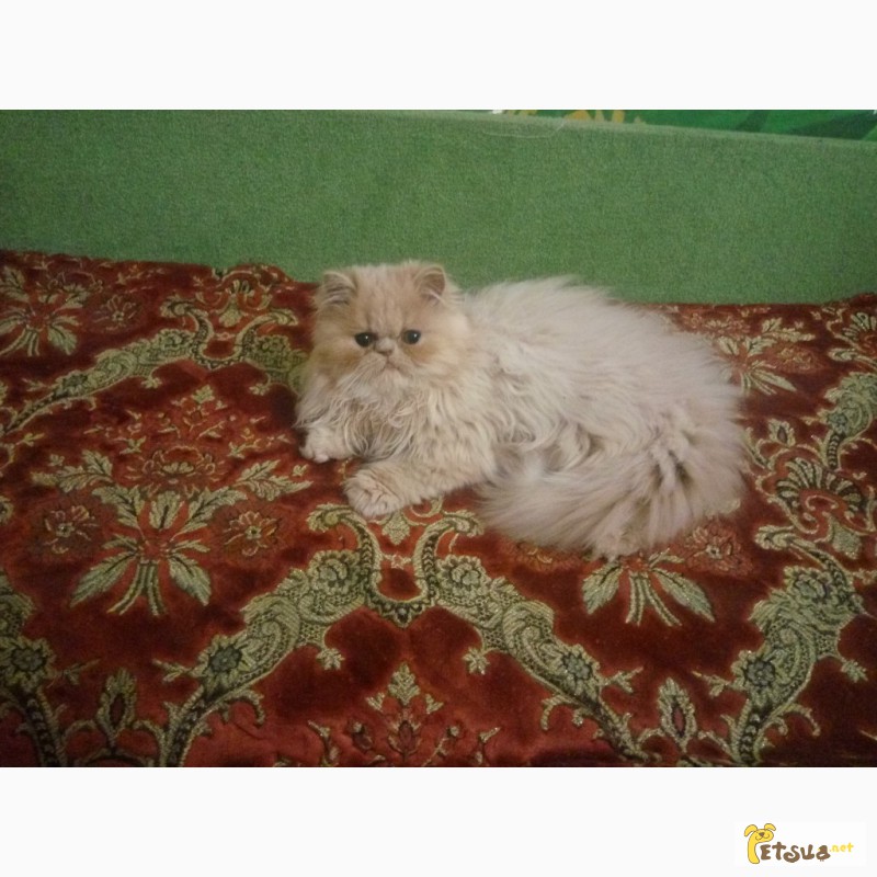 Фото 6. Продам чистокровного персидского котёнка