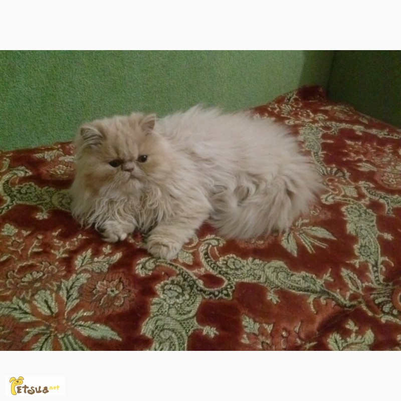 Фото 7. Продам чистокровного персидского котёнка