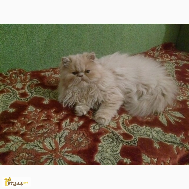 Фото 8. Продам чистокровного персидского котёнка