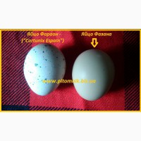 Яйца инкубационные перепела Фараон (селекция Espana)