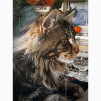 Вязка мейн-кун, шикарный тигровый кот