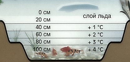 Фото 8. Короп коі Україна, рибки для ставка, водні рослини, рибне господарство, коі ціна, корм для риб