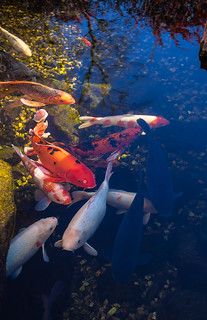 Фото 10. Короп коі Україна, рибки для ставка, водні рослини, рибне господарство, коі ціна, корм для риб