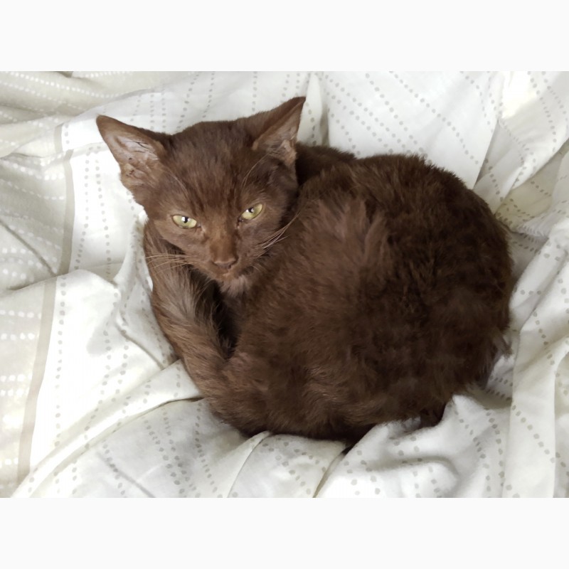 Фото 2. Коричневый гаванский кот для вязки