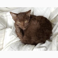 Коричневый гаванский кот для вязки
