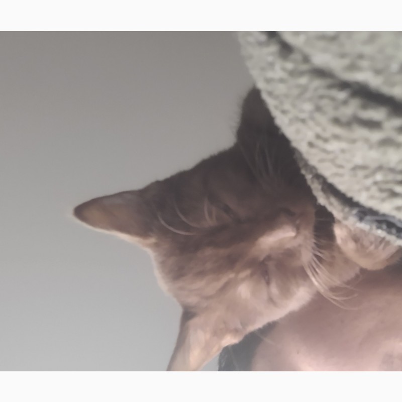 Фото 4. Коричневый гаванский кот для вязки