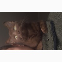 Коричневый гаванский кот для вязки