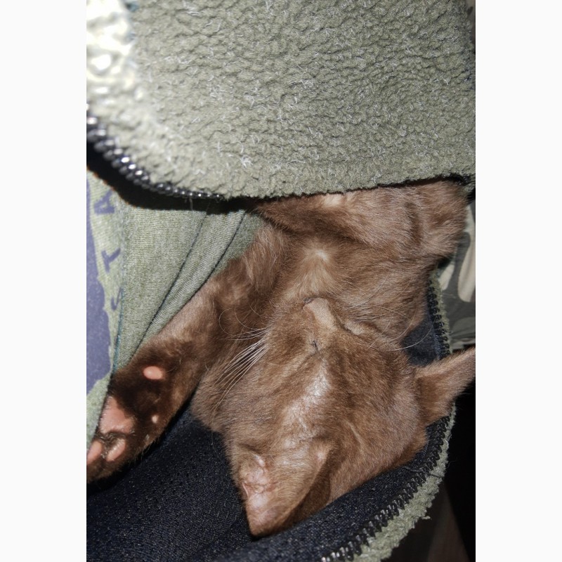 Фото 6. Коричневый гаванский кот для вязки
