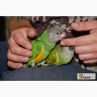 Сенегальский попугай - ручные сенегалы первый выводок 2014 года