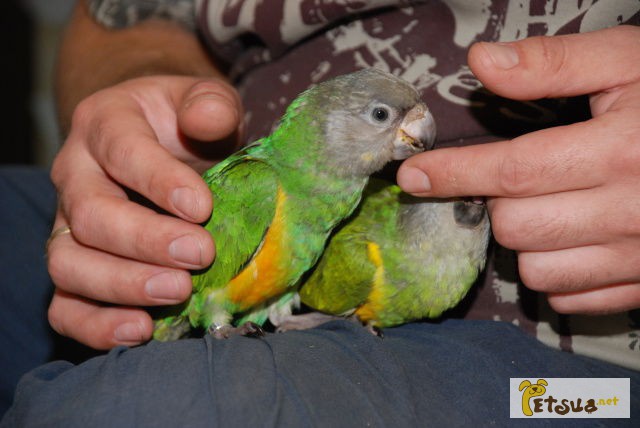 Фото 1/1. Сенегальский попугай - ручные сенегалы первый выводок 2014 года