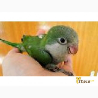 Попугай-монах – дружелюбная, общительная, энергичная птица