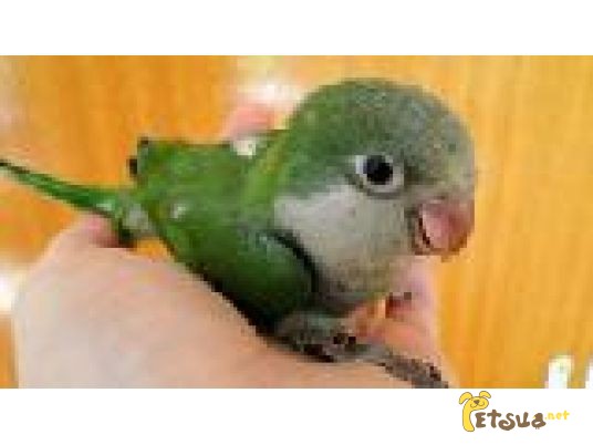 Попугай-монах – дружелюбная, общительная, энергичная птица